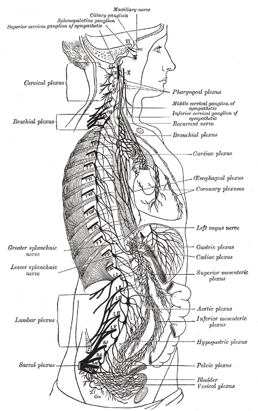 Gray's Anatomy 1918 Vago Originale